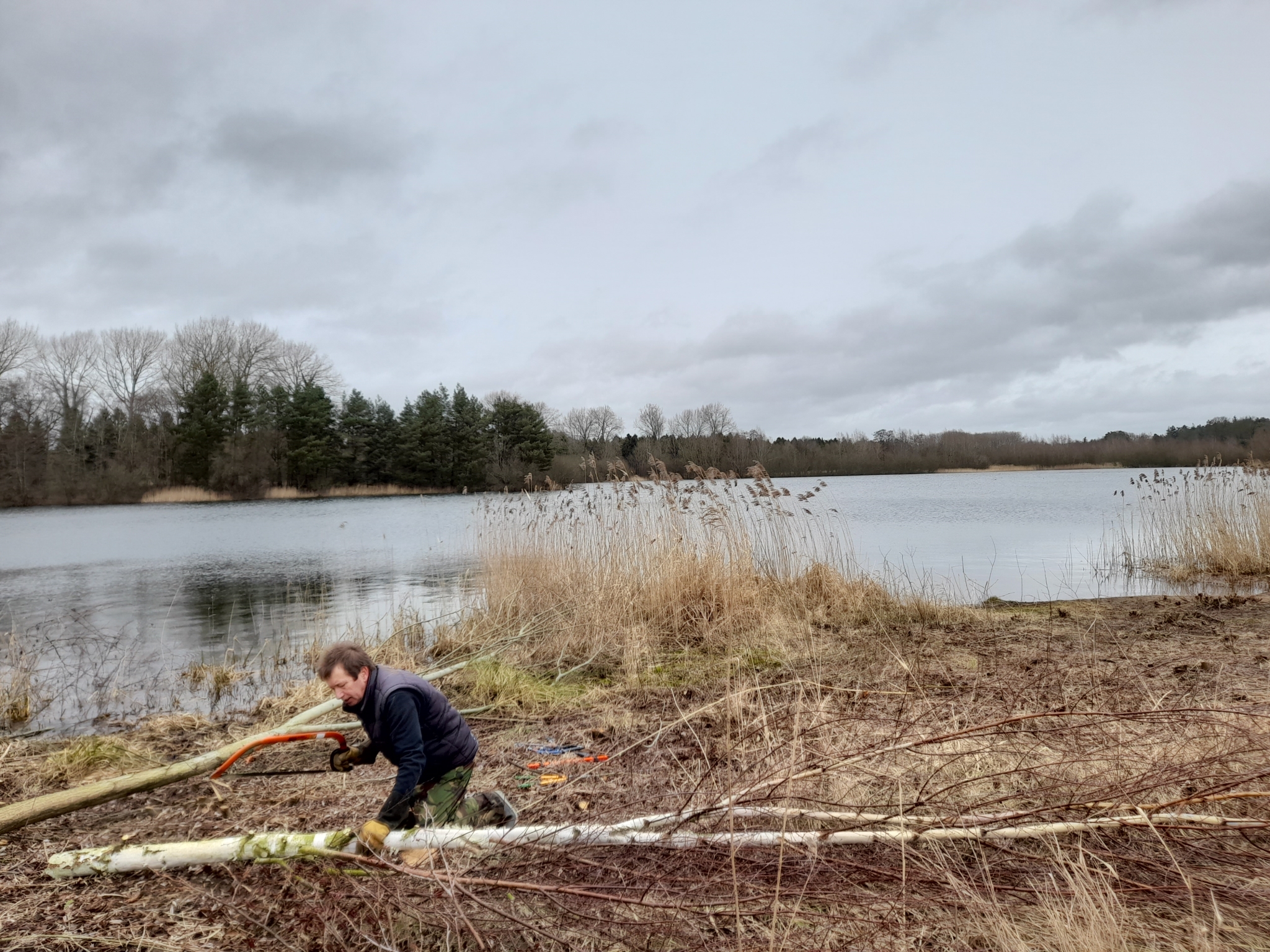 A photo from the FoTF Conservation Event - February 2022 - Clearing overgrowth at Lynford Water : A volunteer holds a saw and prepares to cut a willow trunk