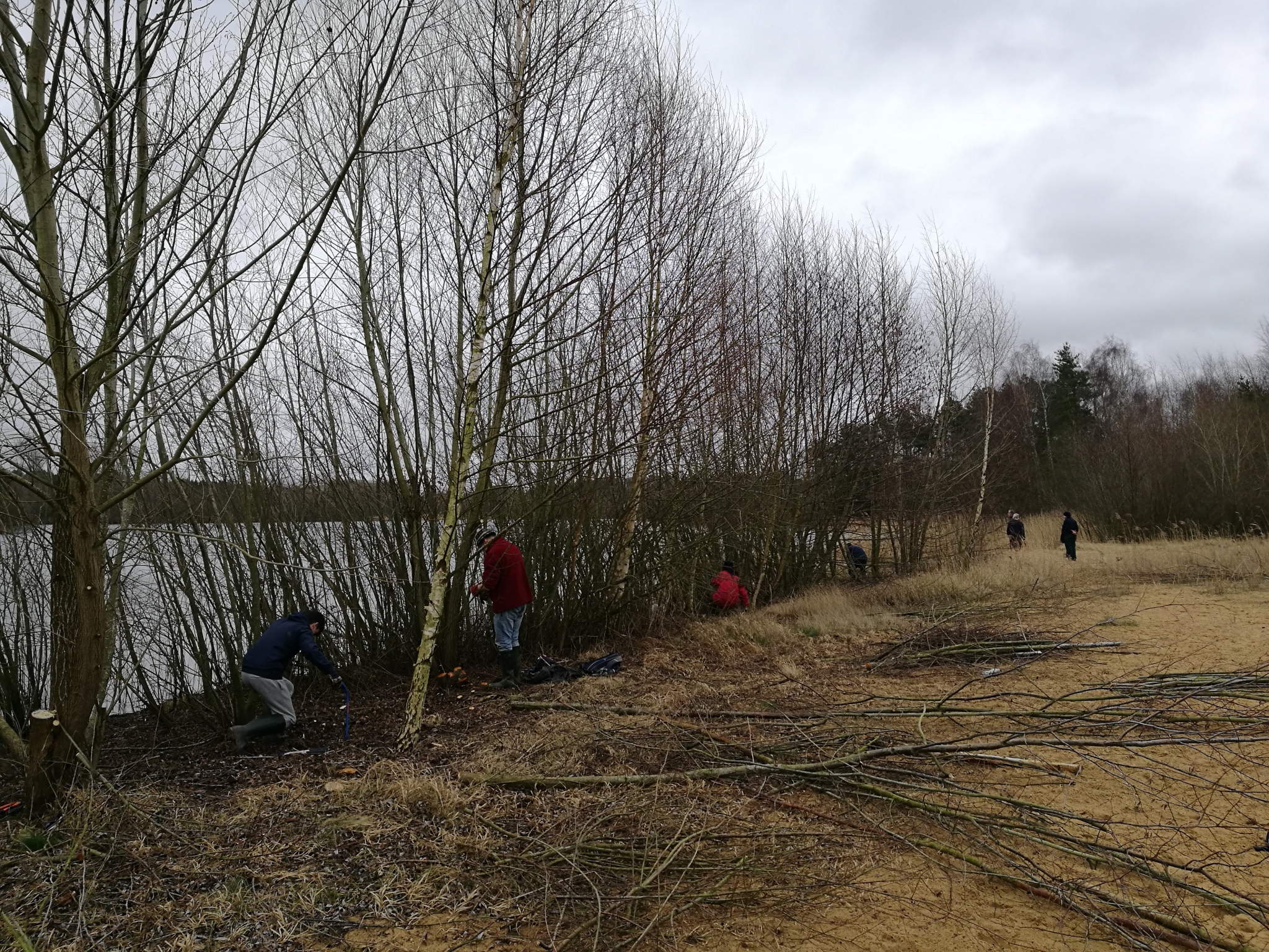 A photo from the FoTF Conservation Event - February 2022 - Clearing overgrowth at Lynford Water : Volunteers work by the waters edge amongst the Willow trees