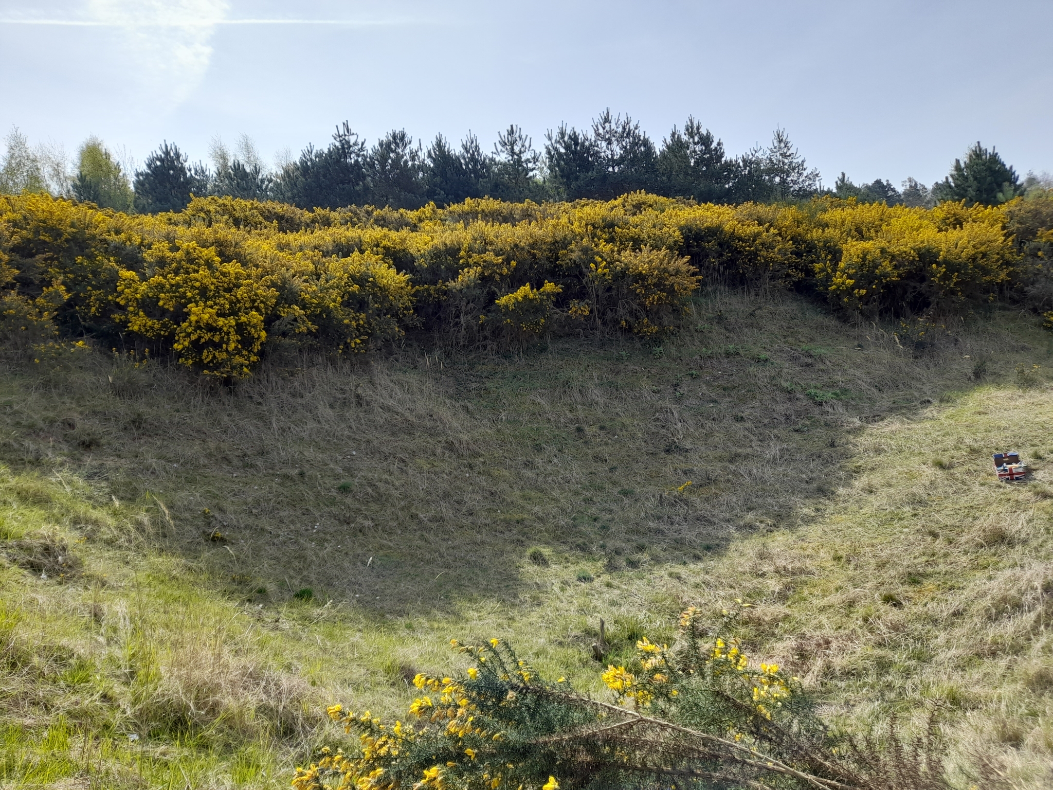 A photo from the FoTF Conservation Event - April 2022 - Scrub Clearance at Mildenhall Mugwort Pits : A view across the pit showing the Gorse at the top of the pit