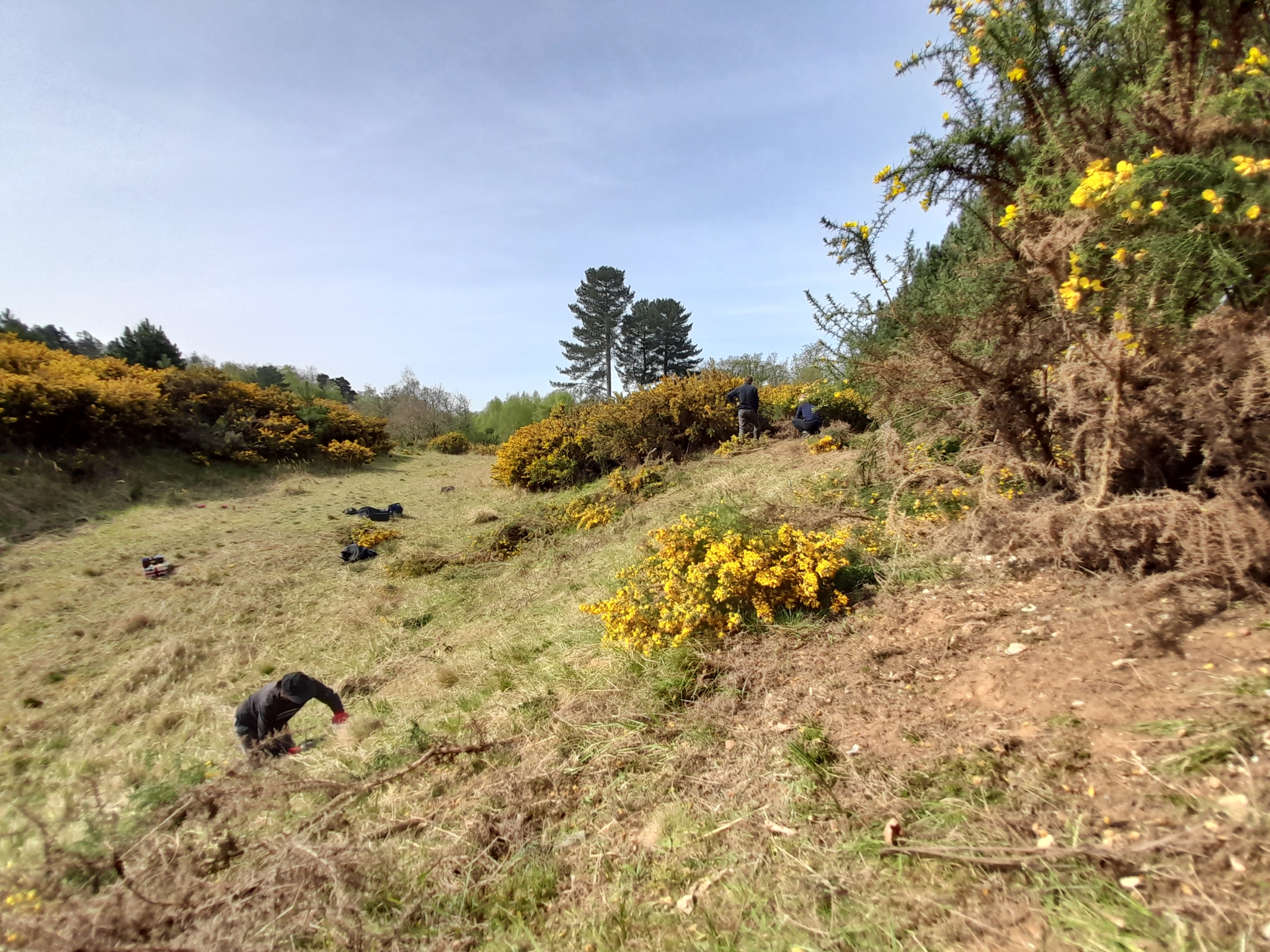 A photo from the FoTF Conservation Event - April 2022 - Scrub Clearance at Mildenhall Mugwort Pits : Volunteers work amongst the Gorse at the top of the pit, while another volunteer work on the slope