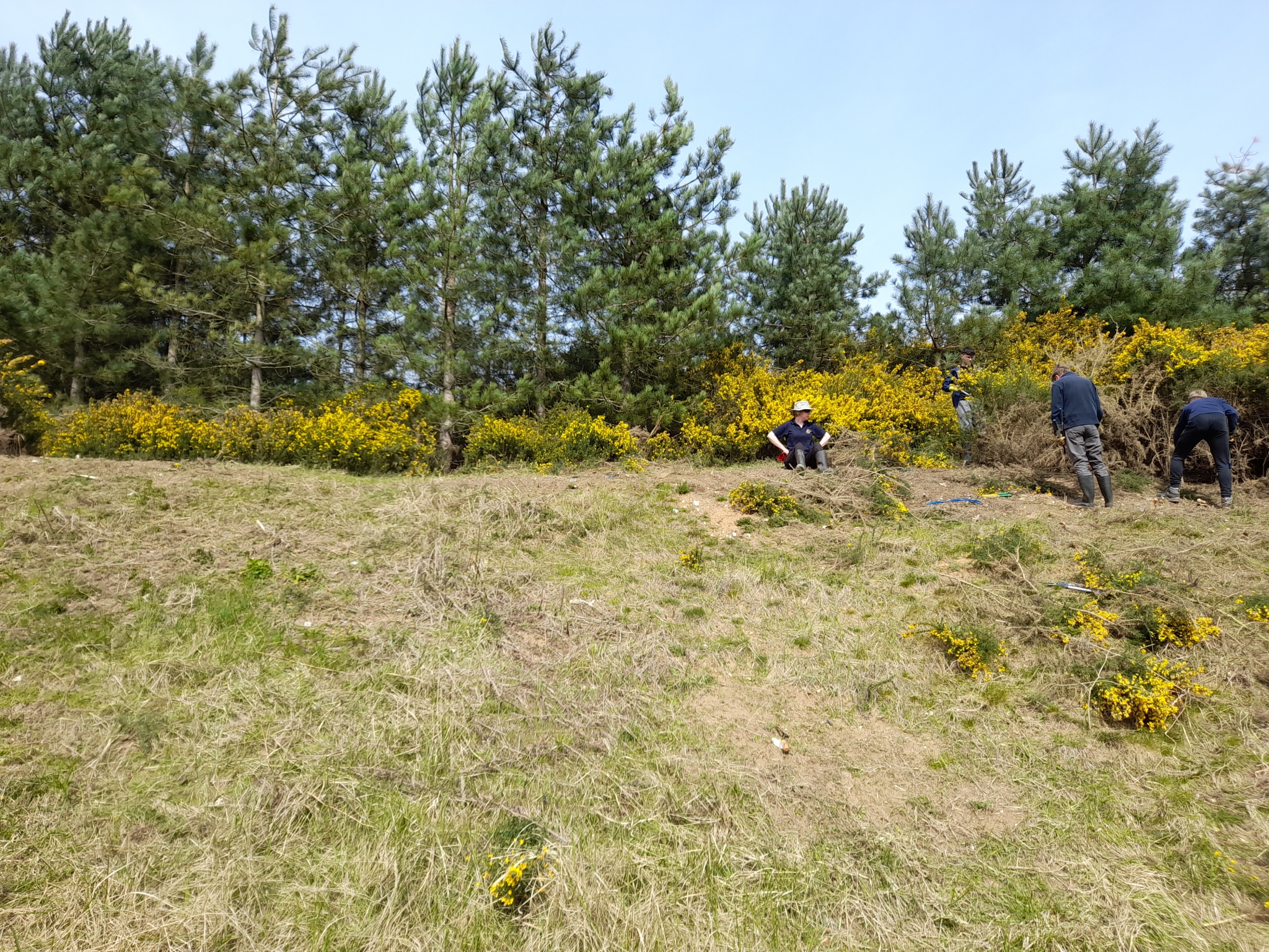 A photo from the FoTF Conservation Event - April 2022 - Scrub Clearance at Mildenhall Mugwort Pits : Volunteers work amongst the Gorse at the top of the pit
