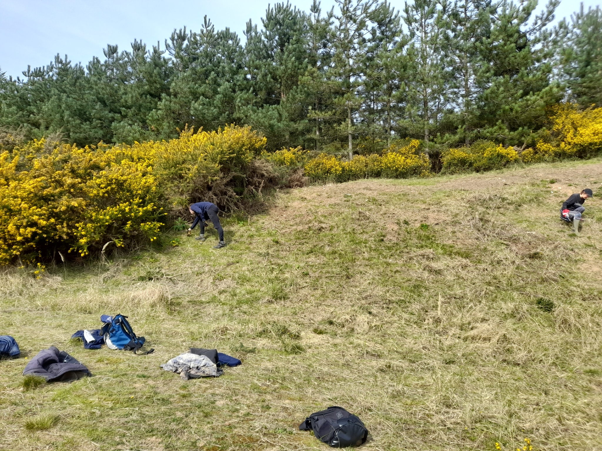A photo from the FoTF Conservation Event - April 2022 - Scrub Clearance at Mildenhall Mugwort Pits : A volunteer work on the slope of the pit, while another works amongst the Gorse