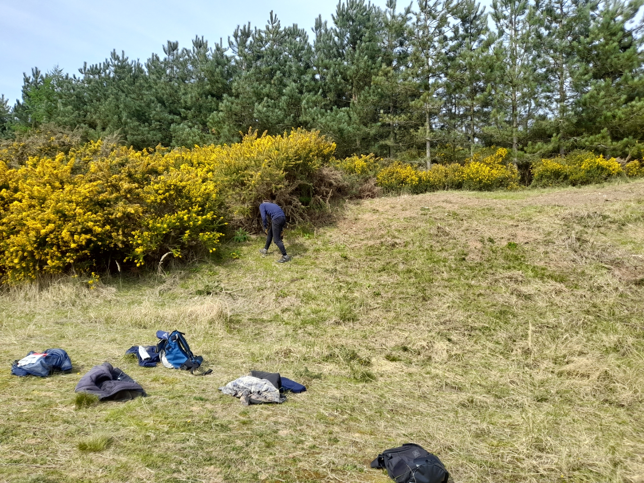 A photo from the FoTF Conservation Event - April 2022 - Scrub Clearance at Mildenhall Mugwort Pits : A volunteer works amongst the Gorse on the slope of the pit