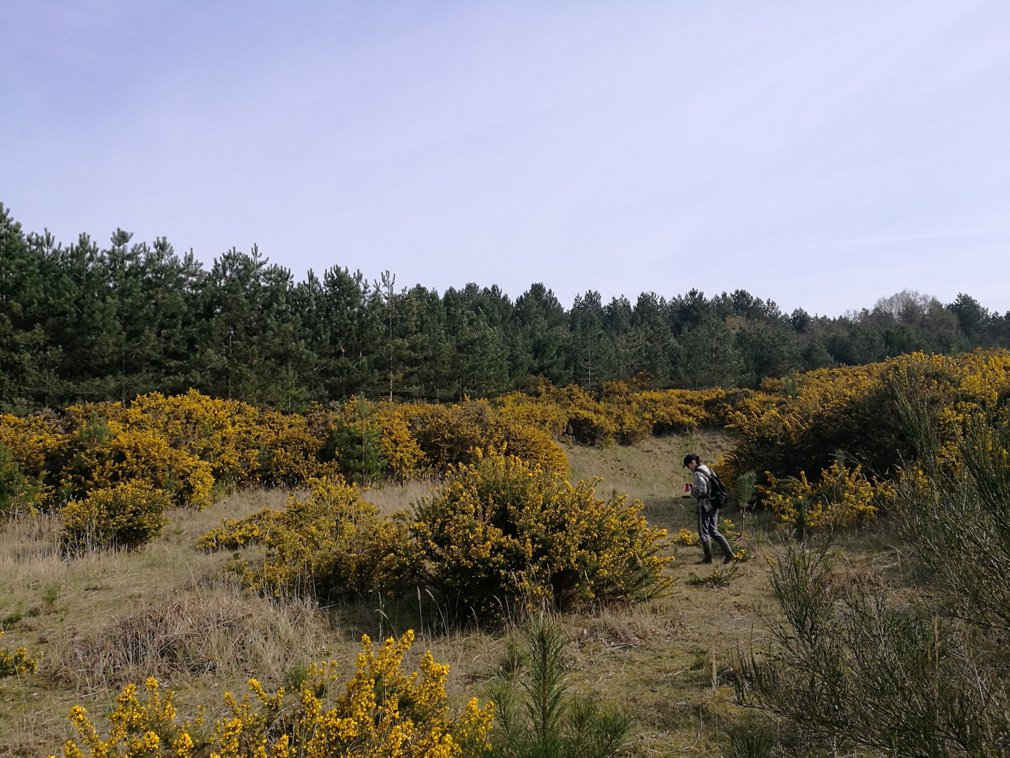 A photo from the FoTF Conservation Event - April 2022 - Scrub Clearance at Mildenhall Mugwort Pits : A volunteer works amongst the Gorse