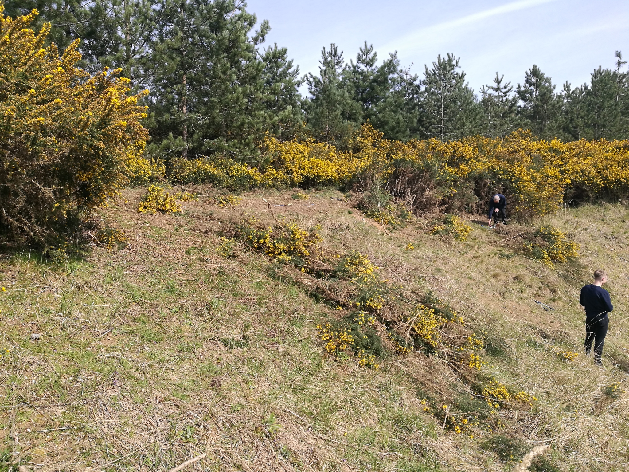A photo from the FoTF Conservation Event - April 2022 - Scrub Clearance at Mildenhall Mugwort Pits : Volunteers work on the slope of the pit