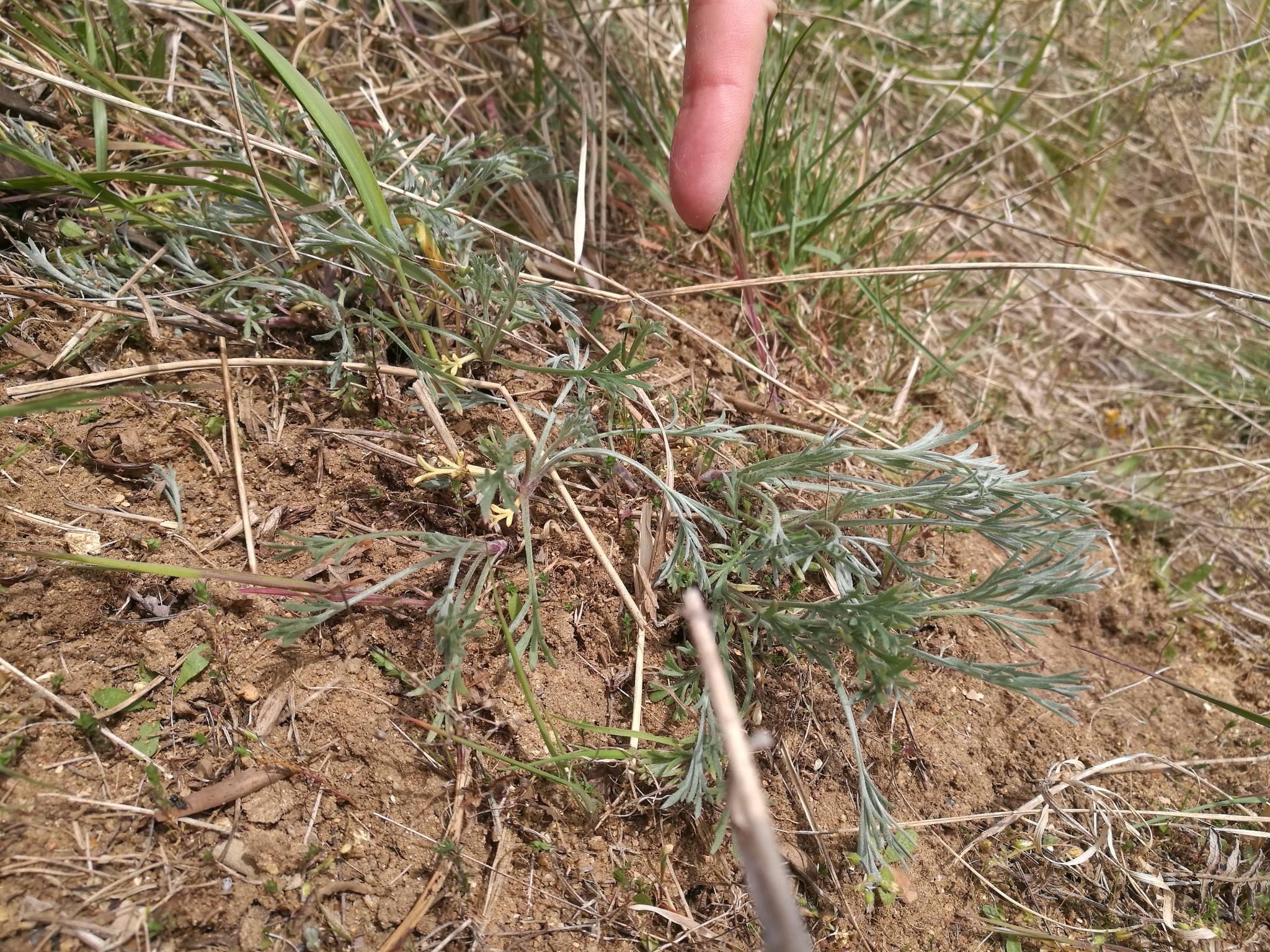 A photo from the FoTF Conservation Event - April 2022 - Scrub Clearance at Mildenhall Mugwort Pits : A close-up of a Mugwoort plant