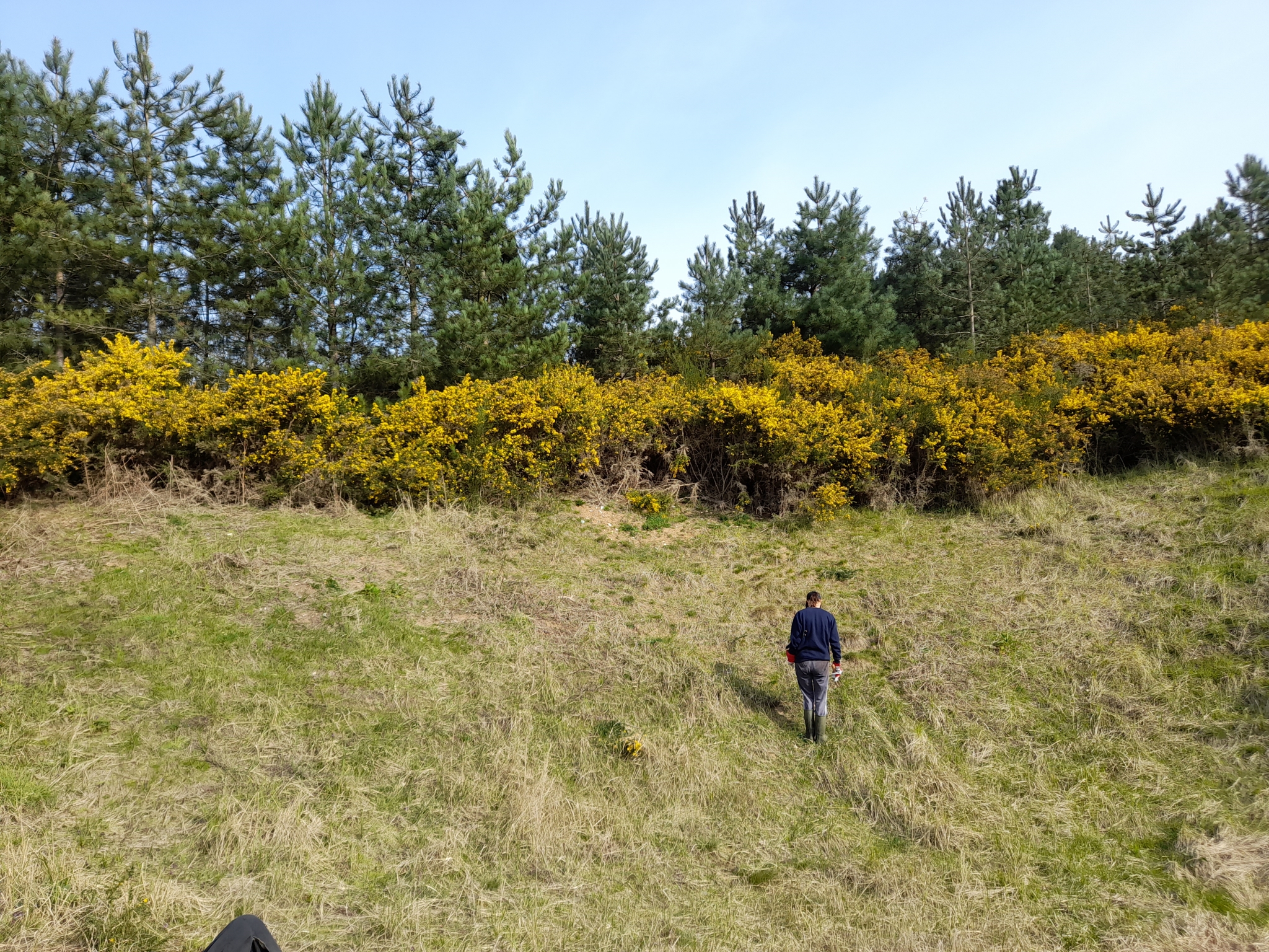 A photo from the FoTF Conservation Event - April 2022 - Scrub Clearance at Mildenhall Mugwort Pits : Volunteers work on the slope of the pit