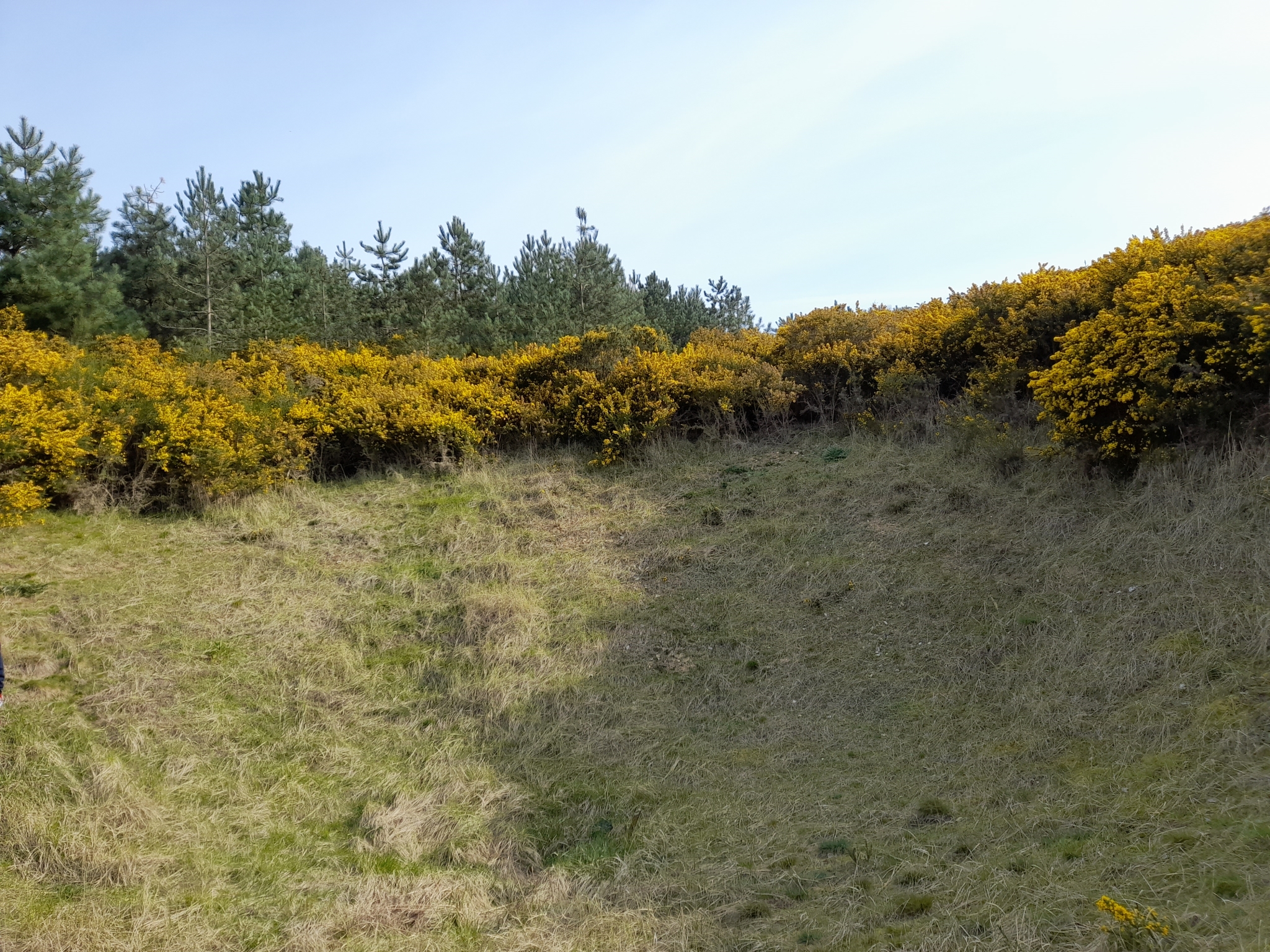 A photo from the FoTF Conservation Event - April 2022 - Scrub Clearance at Mildenhall Mugwort Pits : A view across the pit showing the Gorse at the top of the pit