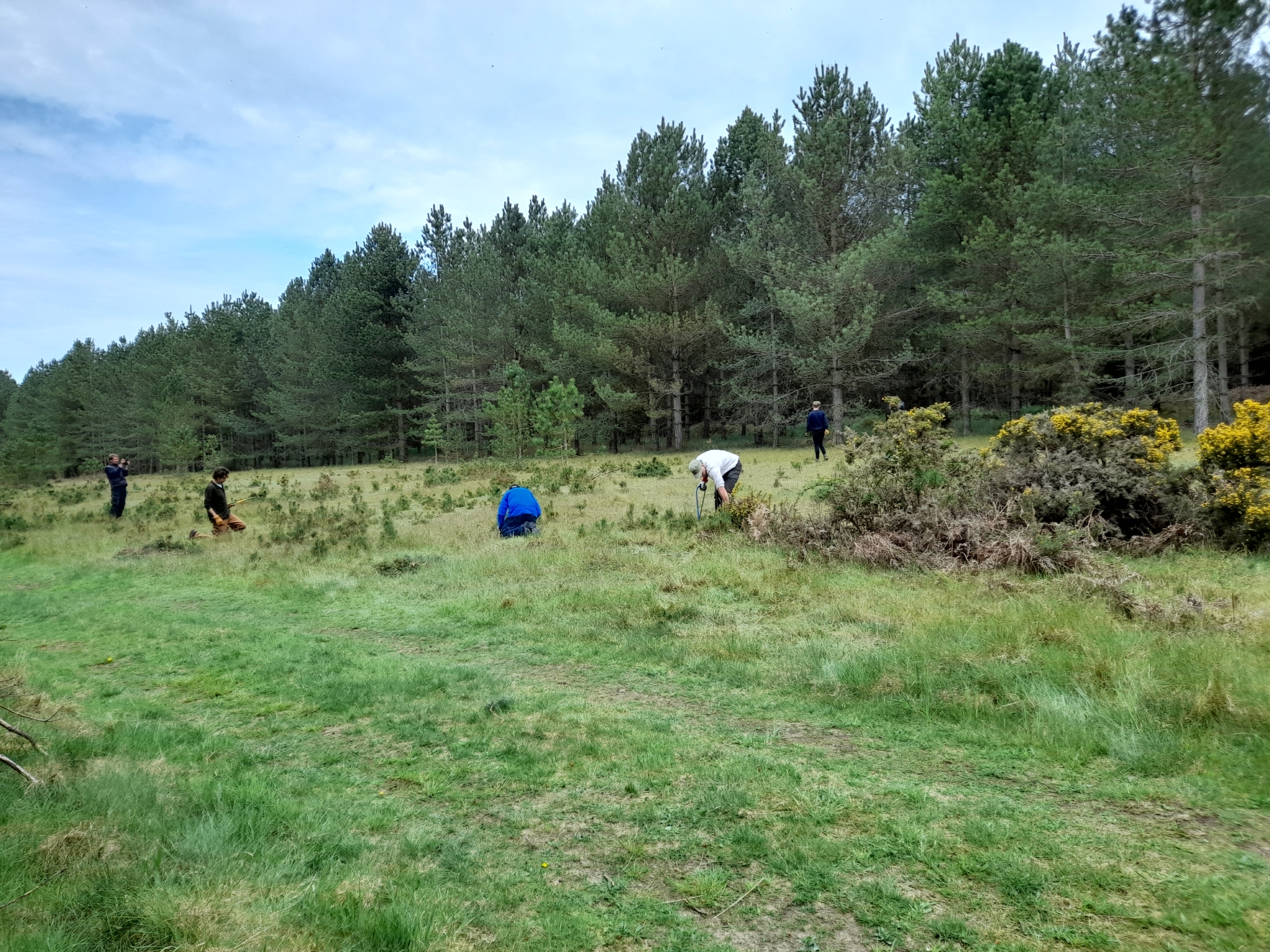 A photo from the FoTF Conservation Event - May 2022 - Self Sown Fir Removal at Kings Forest : Volunteers work to remove self sown Firs