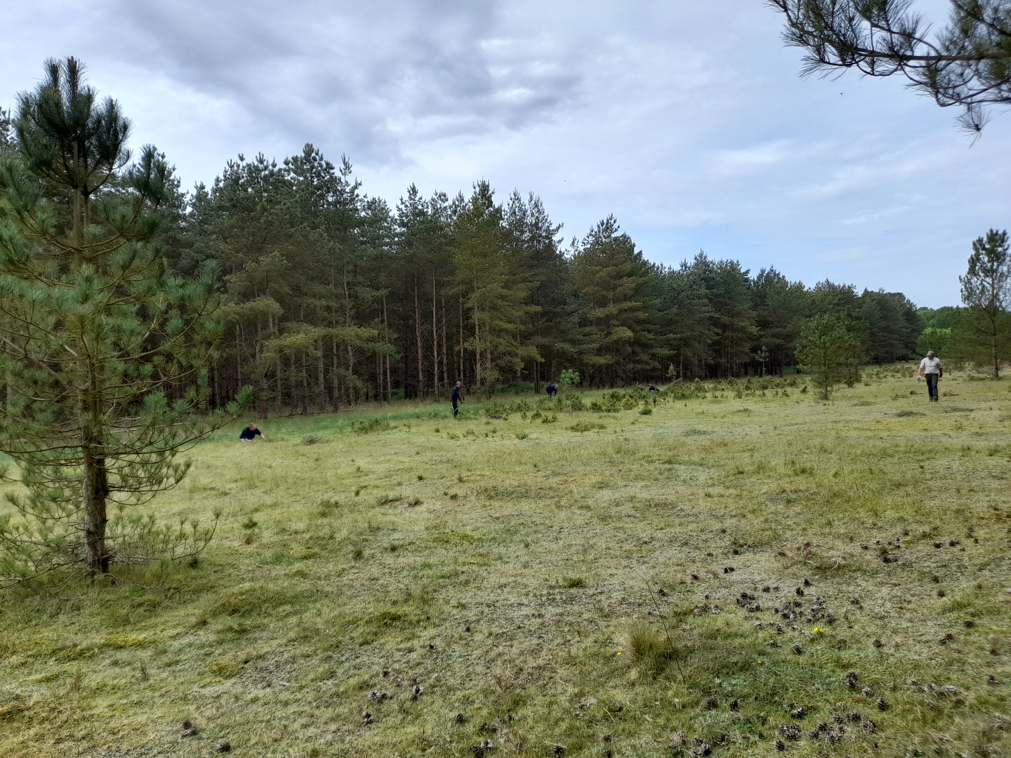 A photo from the FoTF Conservation Event - May 2022 - Self Sown Fir Removal at Kings Forest : A wide angle view of the work area, with volunteers working to remove self sown Firs in the background