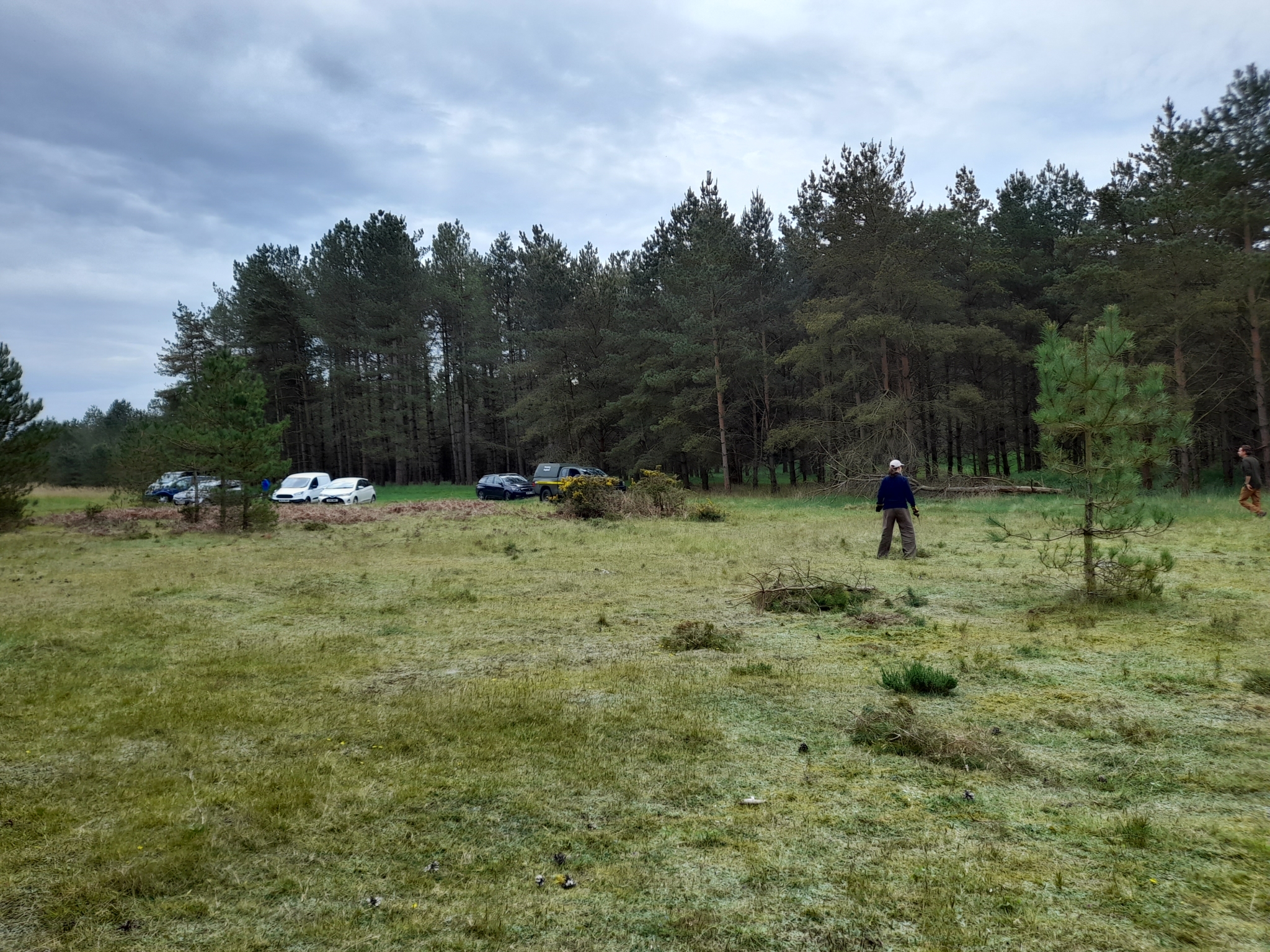 A photo from the FoTF Conservation Event - May 2022 - Self Sown Fir Removal at Kings Forest : A wide angle view of the work area, with volunteers working to remove self sown Firs in the background