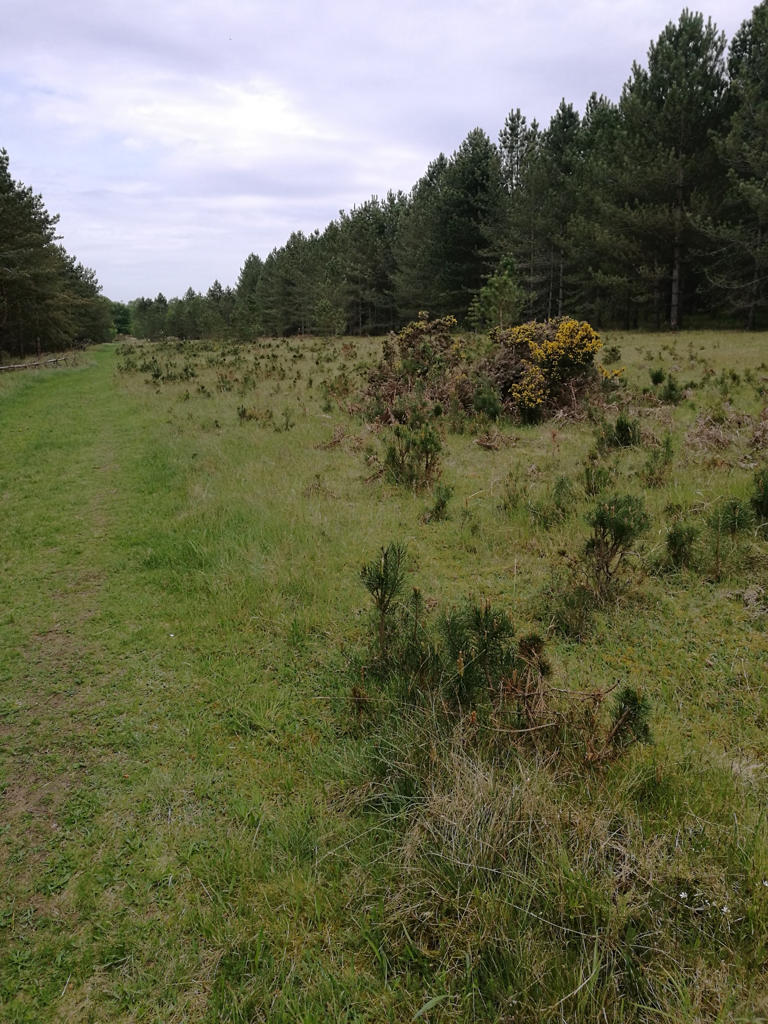 A photo from the FoTF Conservation Event - May 2022 - Self Sown Fir Removal at Kings Forest : Volunteers work to remove self sown Firs in the backgroud, while in the foreground a volunteer carries a handful of removed Firs