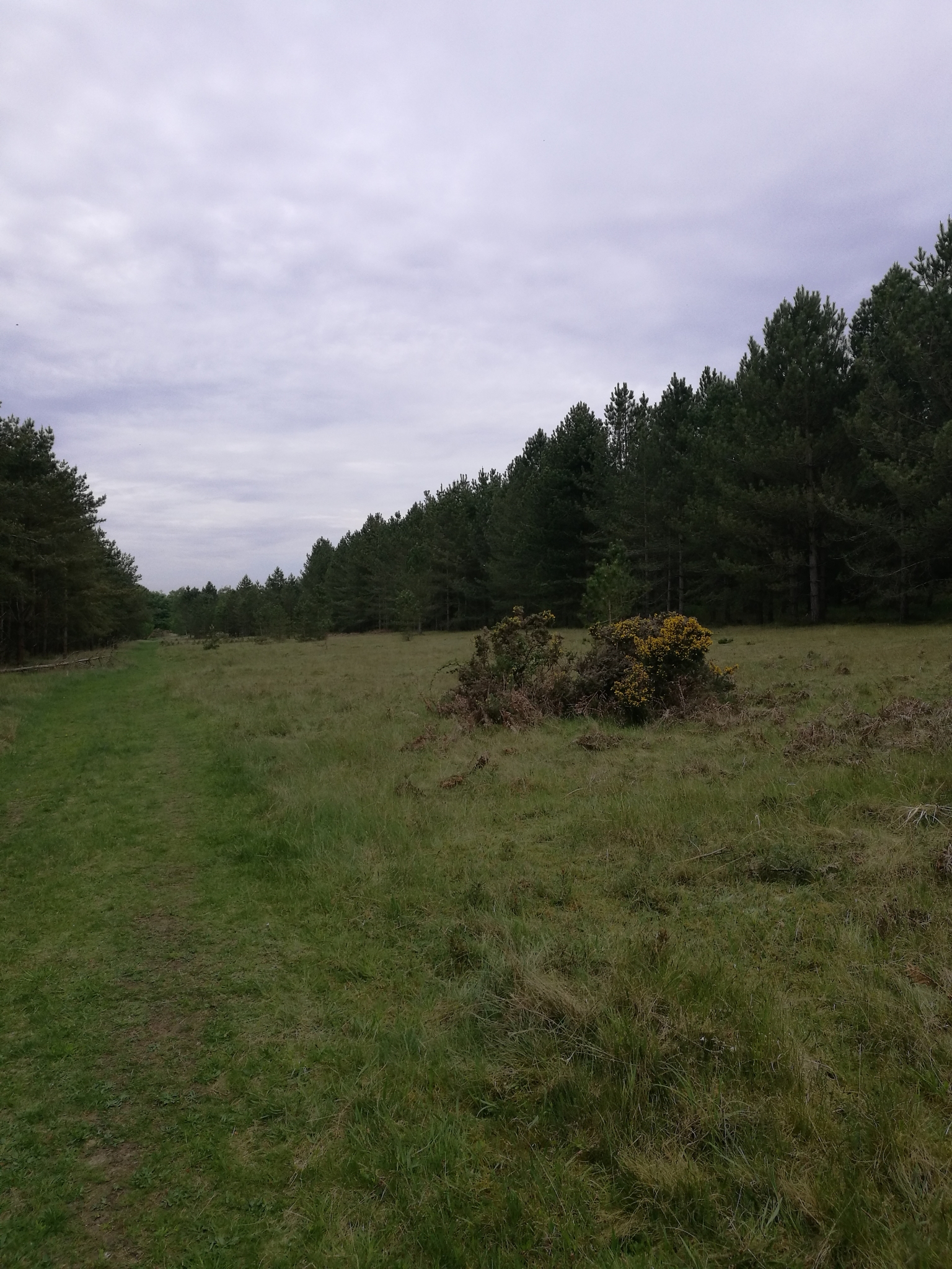 A photo from the FoTF Conservation Event - May 2022 - Self Sown Fir Removal at Kings Forest : A shot of the work area showing the work undertaken by the volunteers