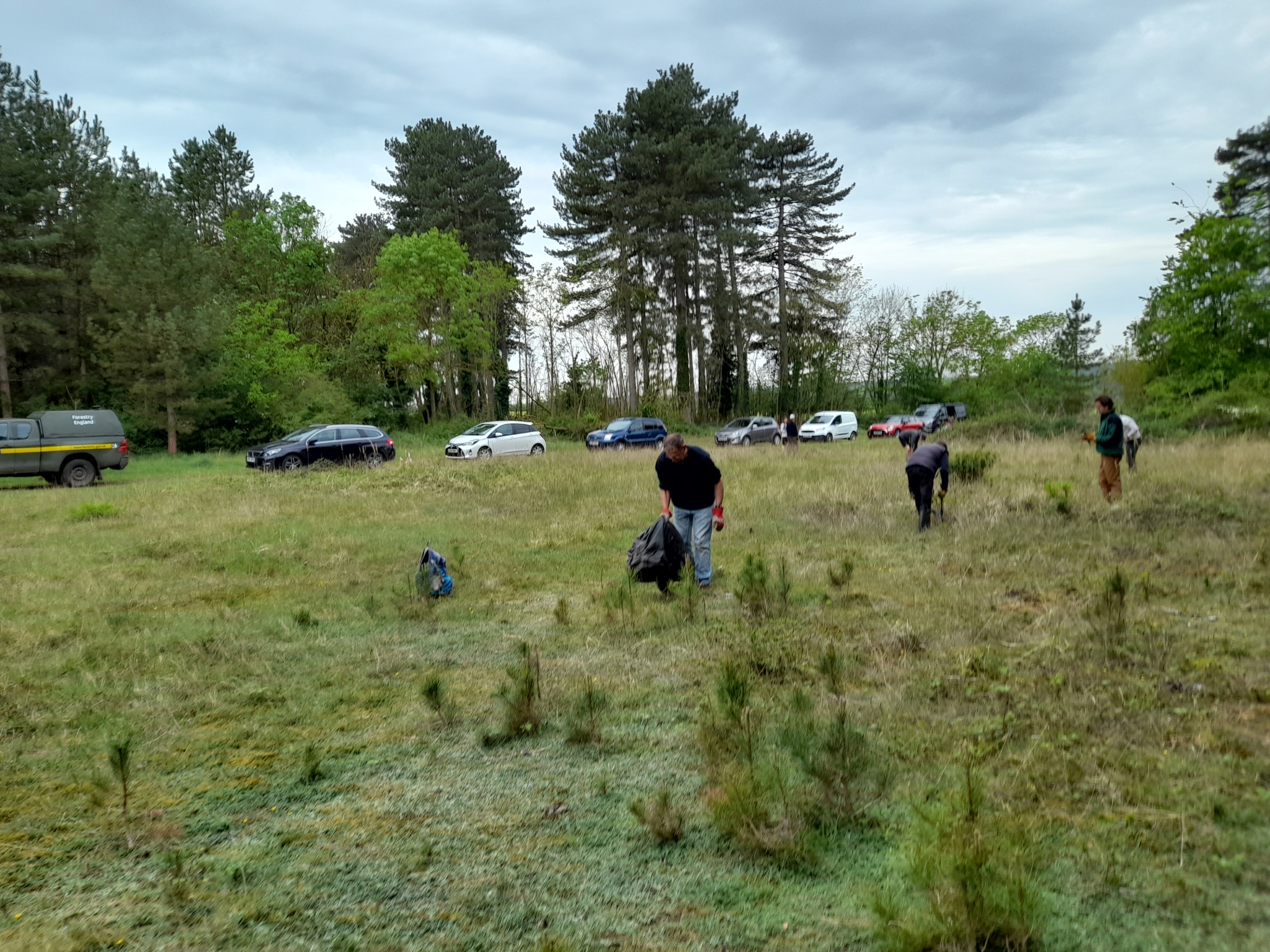 A photo from the FoTF Conservation Event - May 2022 - Self Sown Fir Removal at Kings Forest : Volunteers work to remove self sown Firs