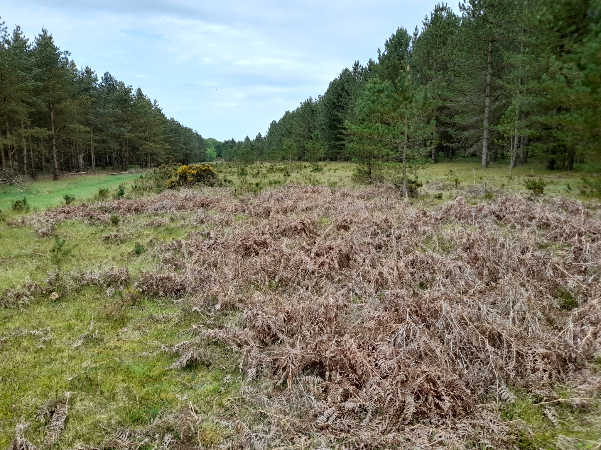 A photo from the FoTF Conservation Event - May 2022 - Self Sown Fir Removal at Kings Forest : A wide angle view of the work area