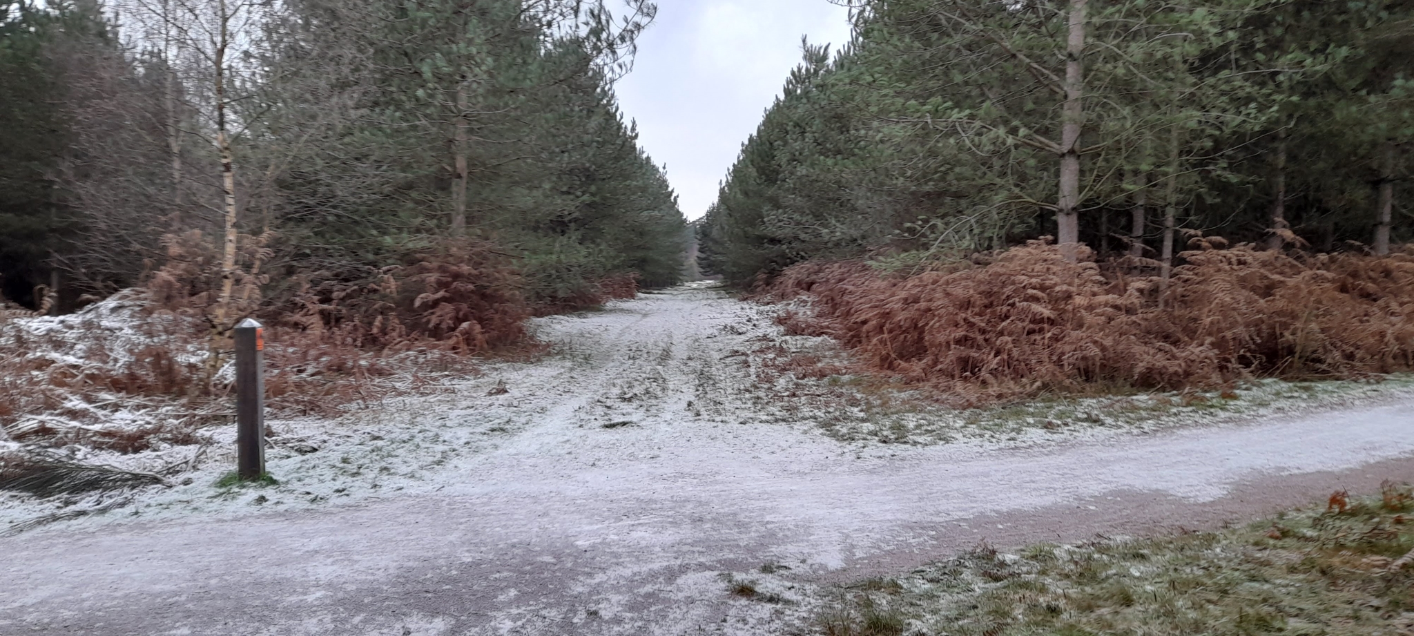 A photo from the FoTF Conservation Event - December 2022 - Broom Clearance Cages at High Lodge