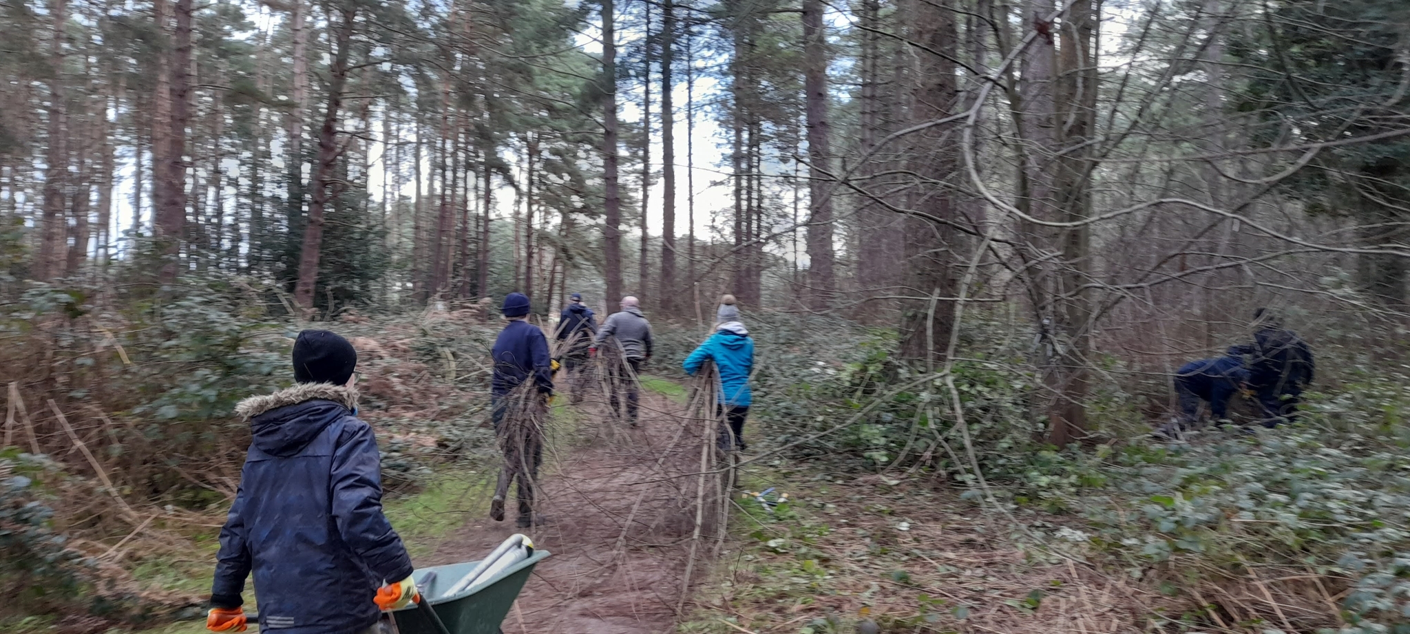 A photo from the FoTF Conservation Event - January 2023 - Invasive growth removal at Lynford Arboretum