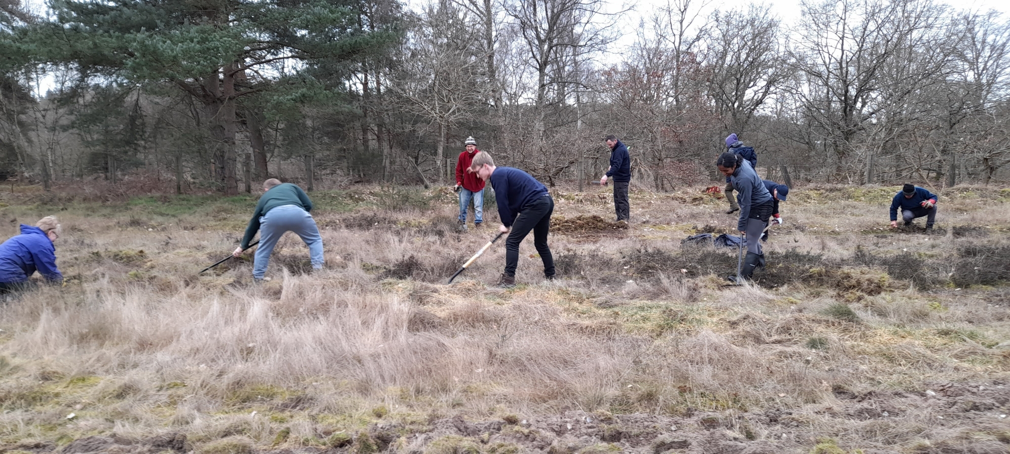 A photo from the FoTF Conservation Event - February 2023 - Turf Removal at Santon Street, Santon Downham : Volunteers work to remove turf from the work area