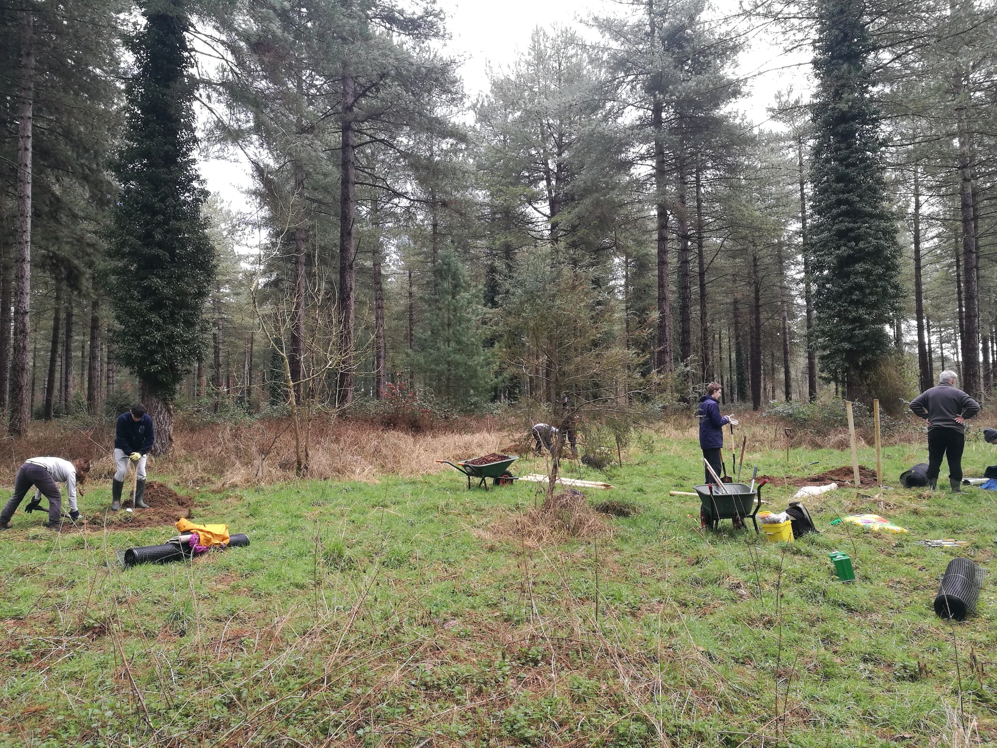 A photo from the FoTF Conservation Event - March 2023 - Tree Planting at Lynford Arboretum : Volunteers digs holes to plant trees