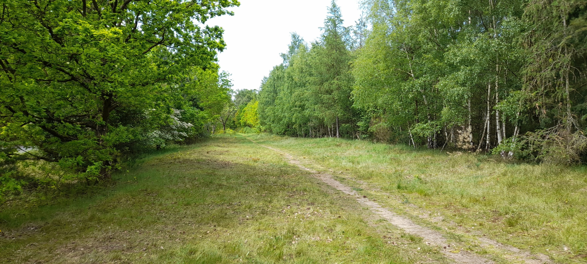 A photo from the FoTF Conservation Event - May 2023 - Broom Removal at Quakers Walk, Mildenhall Woods : A view of Quakers Walk, Mildenhall Woods, that the volunteers cleared