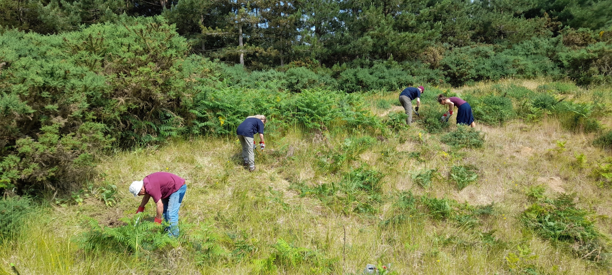A photo from the FoTF Conservation Event - June 2023 - Broom and Gorse Removal at Mildenhall Mugwort Pit : Volunteers work at the top of one of the slopes of Mildenhall Mugwort Pit