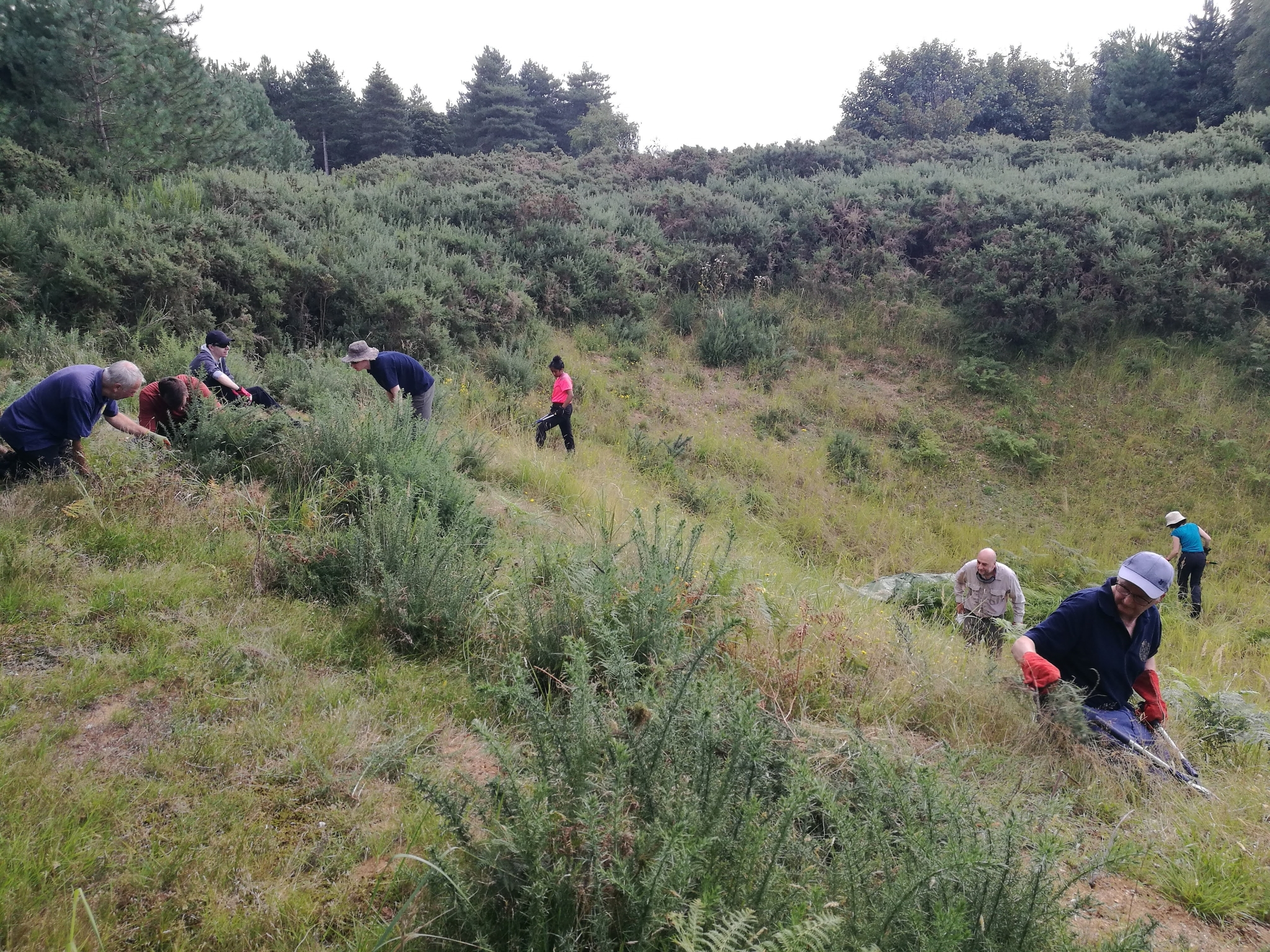 A photo from the FoTF Conservation Event - August 2023 - Gorse Removal at Mildenhall Mugwort Pit : Volunteers work on the slopes of Mildenhall Mugwort Pit to remove Gorse and other vegetation