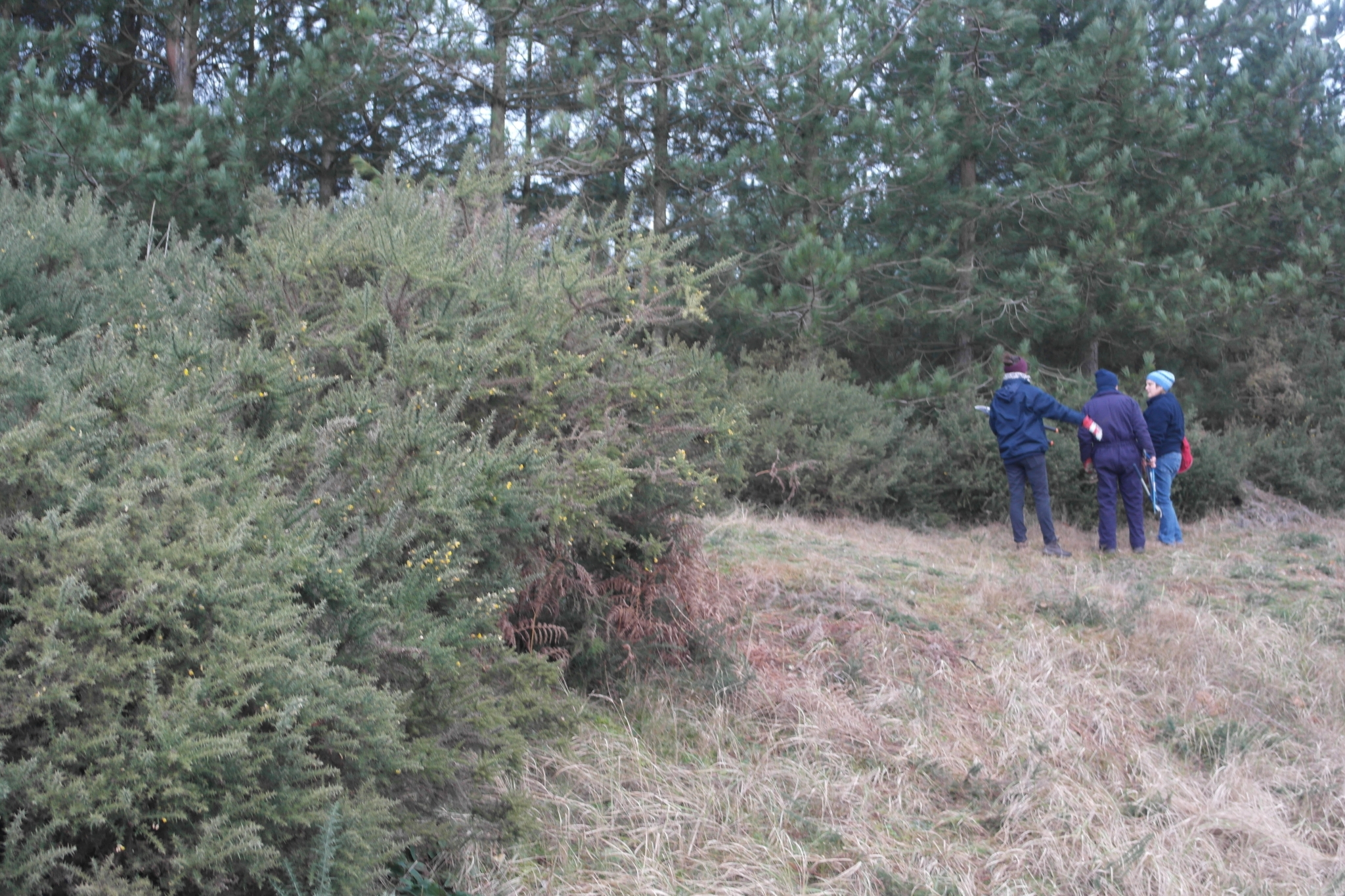 A photo from the FoTF Conservation Event - January 2024 - Gorse removal at Mildenhall Mugwort Pits : Volunteers arrive at the top of the pit and survey the work area clutching tools