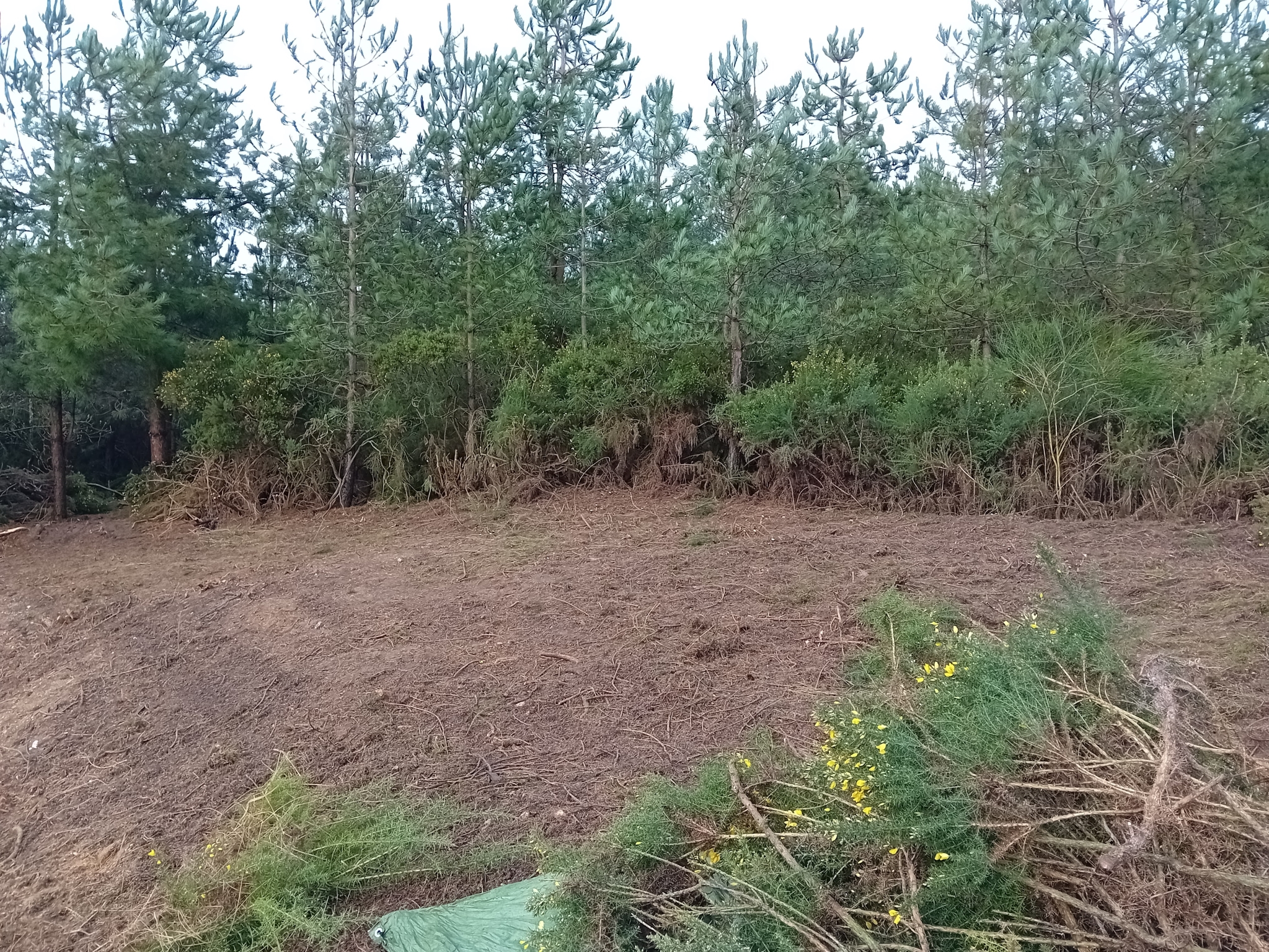 A photo from the FoTF Conservation Event - February 2024 - Gorse removal at Mildenhall Mugwort Pits : A view of the area cleaed of Gorse by the volunteers